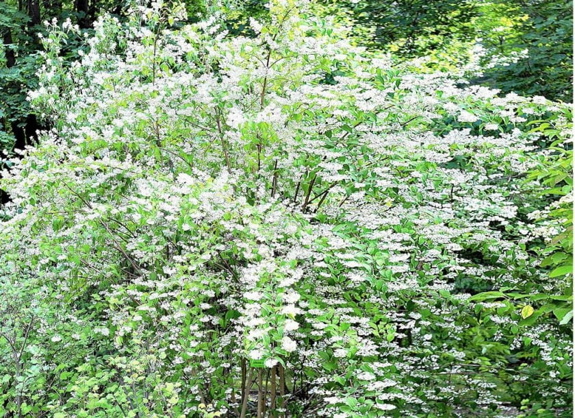 U OKAZÓW KOLKWICJI rozmnażanych z nasion kwiaty przybierają mniej lub bardziej intensywny odcień. W przypadku tego okazu są prawie białe.