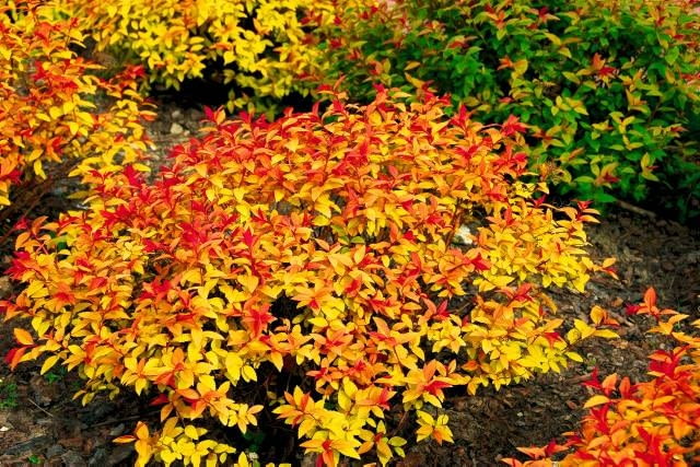 Tawuła japońska (Spiraea japonica) 'Gold Flame'
