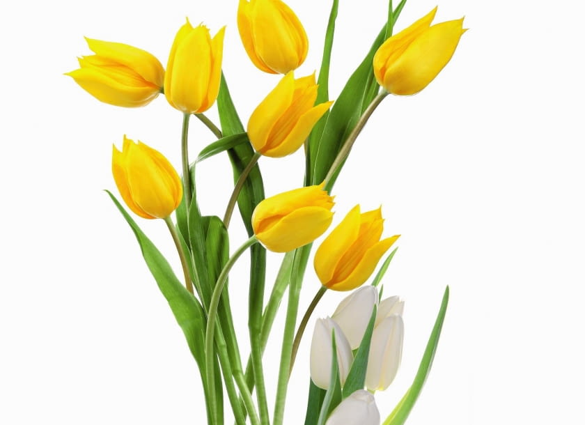Bukiet żółtych tulipanów to według Dariusza Kordka idealny prezent dla żony