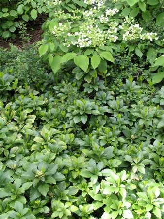 Runianka japońska ROSLINY OKRYWOWE PROPOZYCJE