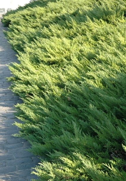 Jałowiec sabiński (Juniperus sabina)