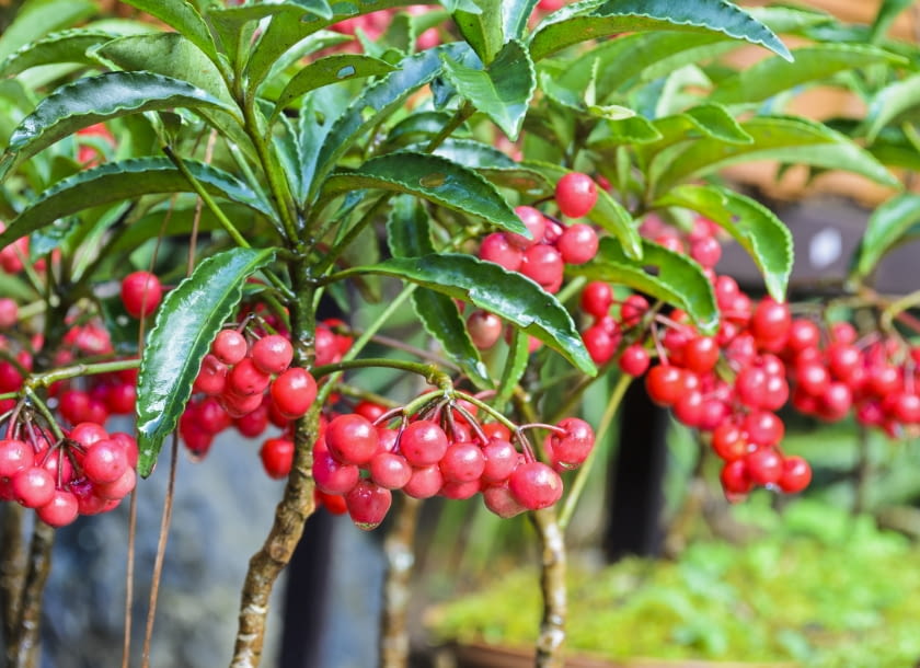 Ardisia drzewiasta Ardisia drzewiasta