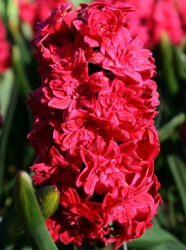 Encyklopedia roślin: Hiacynt Hollyhock  Kwiaty cebulowe