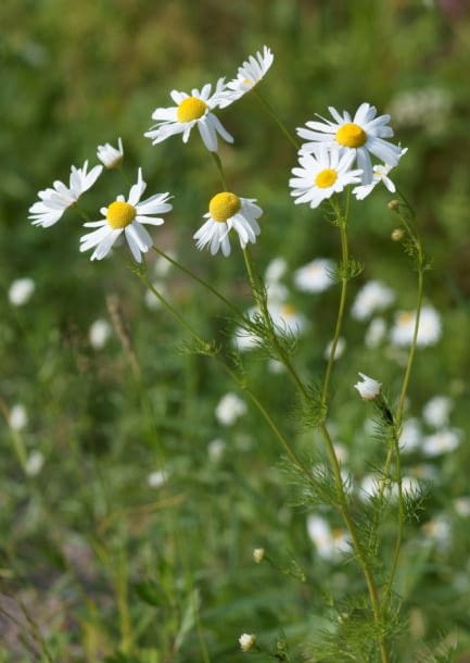 Encyklopedia roślin: Rumianek
