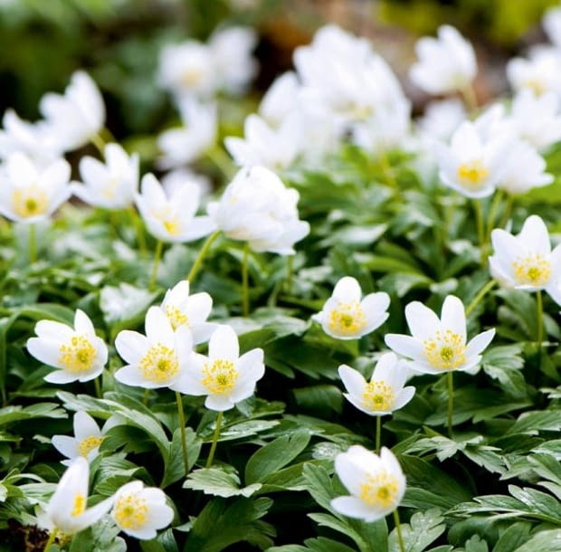 Encyklopedia roślin: Zawilec gajowy br Kwiaty barwy bialej lub bialo ro