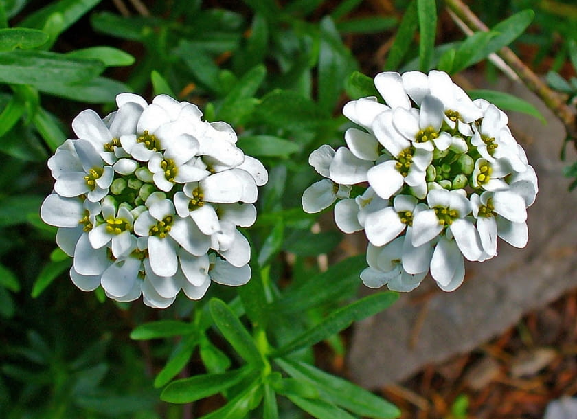 Encyklopedia roślin: Ubiorek wiecznie zielony Iberis sempervirens
