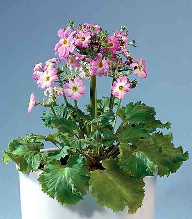 Pierwiosnek ślimakowaty (3) (<i>Primula malacoides</i>) PIERWIOSNEK SLIMAKOWATY PRIMULA MALACOIDES KWIAT ROZOWY DONICZKA OSLONKA ROSLINA DONICZKOWA FOT PAWEL SLOMCZYNSKI SLAJD DUZY PUBLIKACJA KWIETNIK NR 2 (98) - 2.2003
