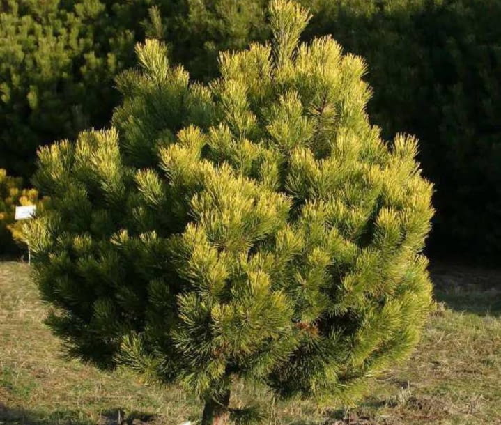 Encyklopedia roślin: Sosna gorska  Pinus mugo   Ophir