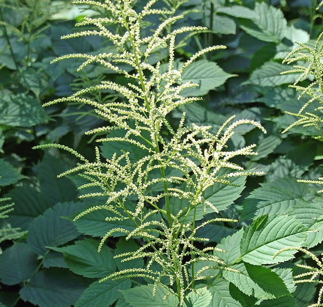 Encyklopedia roślin: Aruncus dioicus