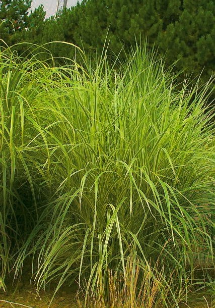 Kępy miskanta chińskiego 'Variegatus' wyróżniają się białym paskowaniem. Kwitną na biało. Kępy miskanta chińskiego 'Variegatus' wyróżniają się białym paskowaniem. Kwitną na biało.