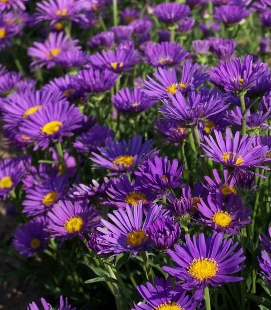 Encyklopedia roślin: Aster alpejski  Dunkle Schoene