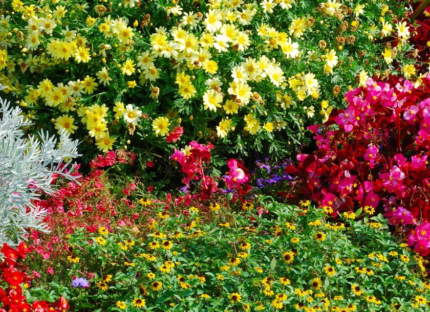 Złocień krzewisty może zastąpić na rabacie pięciornika