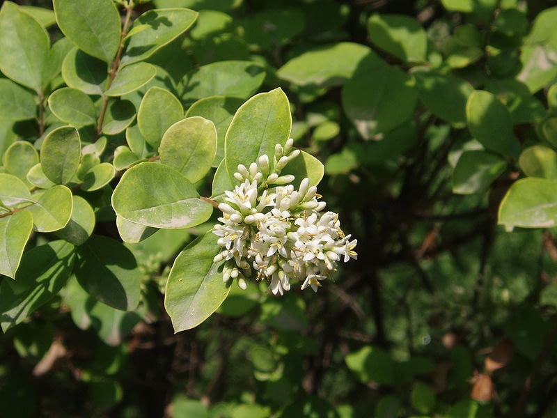 Encyklopedia roślin: Ligustr Vicaryi  Ligustrum  Vicaryi