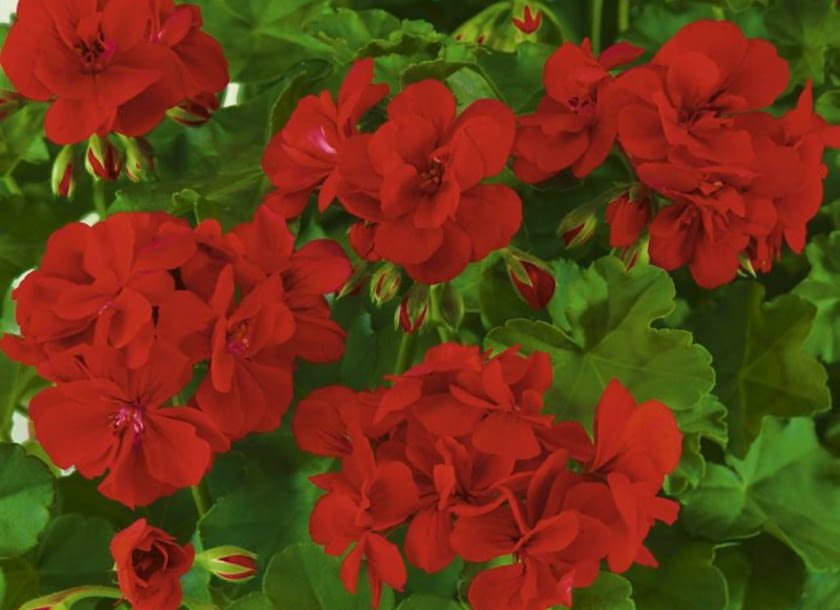 Pelargonia bluszczolistna 'Fireball