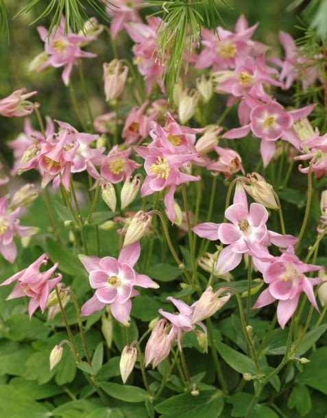 Encyklopedia roślin: Orlik pospolity  Aquilegia vulgaris   Heidi  ma ro