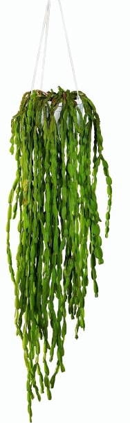 WYSTROJ WNETRZ ROSLINY ROSNACE SAMOTNIE Rypsali Encyklopedia roślin: WYSTROJ WNETRZ ROSLINY ROSNACE SAMOTNIE Rypsali