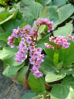 Encyklopedia roślin: Bergenia
