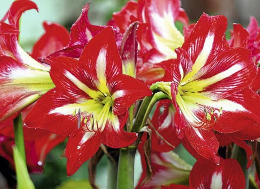 Hipeastrum 'Stargazer'