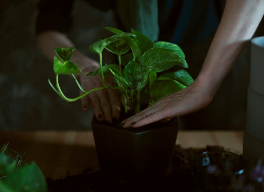 monstera karstenianum