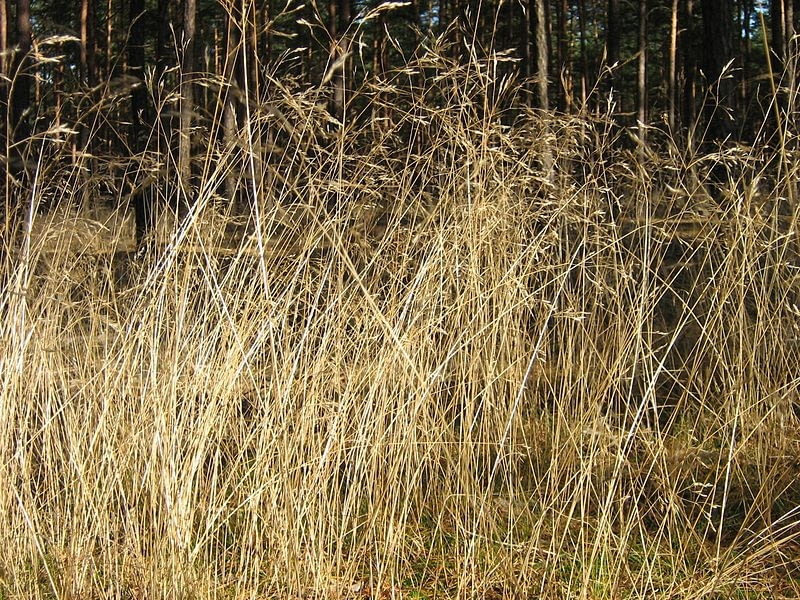 Smialek pogiety Encyklopedia roślin: Smialek pogiety