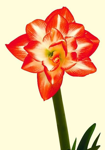 Pęd hipeastrum jest sztywny i mocny, musi przecież utrzymać tak ciężkie kwiaty, jak u tej pełnej odmiany