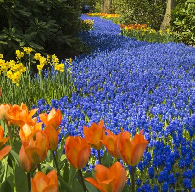 Oprócz tulipanów w ogrodach Keukenhof rozkwitają łany szafirków, rzeki hiacyntów, pola narcyzów...