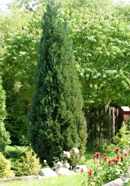 Cyprysik Lawsona 'Columnaris' ma smukłą sylwetkę. 29.06.2003 RADZIEJOWICE WOJEWODZTWO MAZOWIECKIE OGROD PRYWATNY PANSTWO DANUTA I KRZYSZTOF NIZYNSCY NIZYNSKI NIZYNSKA DRZEWA IGLASTE ZYWOTNIK THUJA