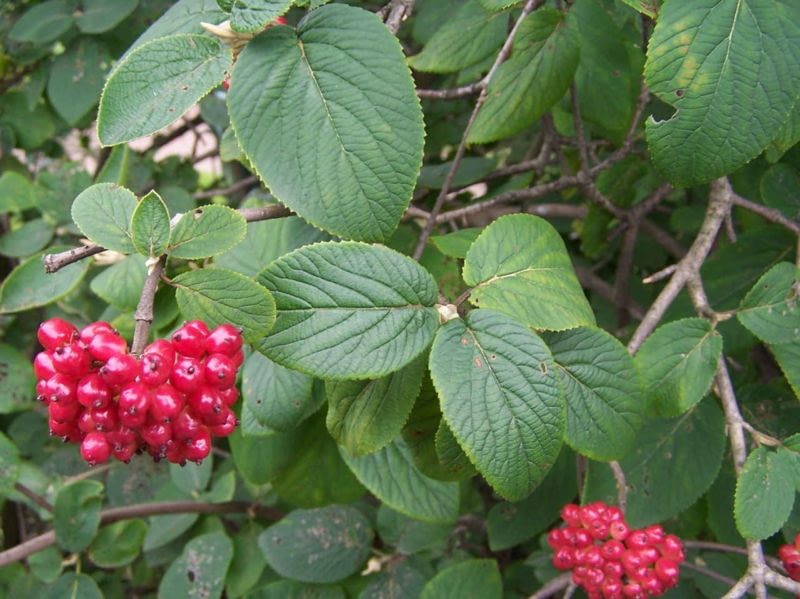 Kalina hordowina  Viburnum lantana  ma biale kwiat Encyklopedia roślin: Kalina hordowina  Viburnum lantana  ma biale kwiat