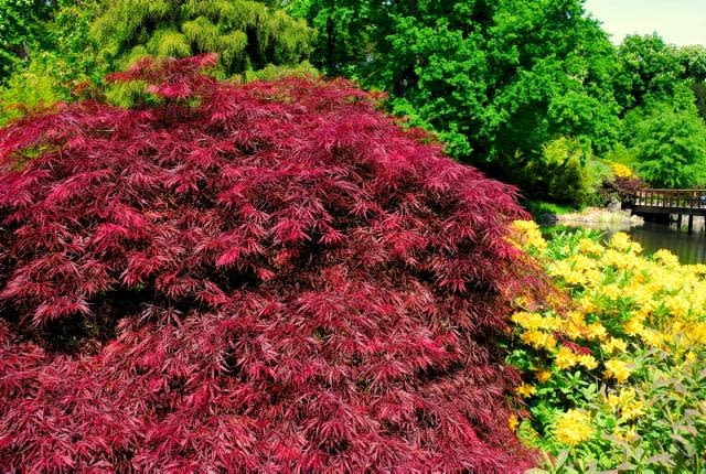 Klon palmowy (Acer palmatum) 'Atropurpureum' Klon palmowy (Acer palmatum) 'Atropurpureum'