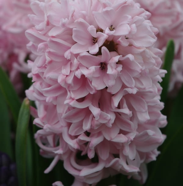 Encyklopedia roślin: Hiacynt Apricot Passion  Kwiaty cebulowe