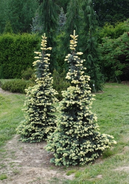 Świerk kłujący (Picea pungens) 'Białobok'. Iglaki Świerk kłujący (Picea pungens) 'Białobok'. Iglaki