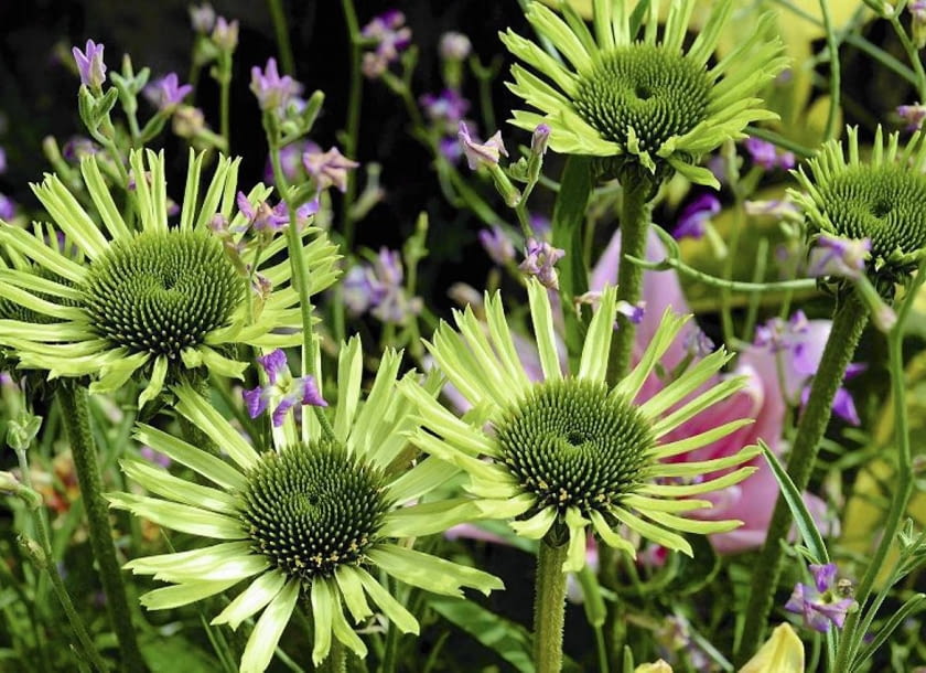 JEŻÓWKA PURPUROWA 'GREEN JEWEL' to kwiat dla koneserów. Ma zarówno zielone płatki, jak i środek. Dorasta do wysokości 50 cm, a szerokość jej kęp dochodzi do 65 cm.