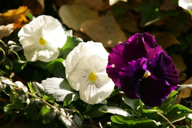 15.11.2005. WARSZAWA