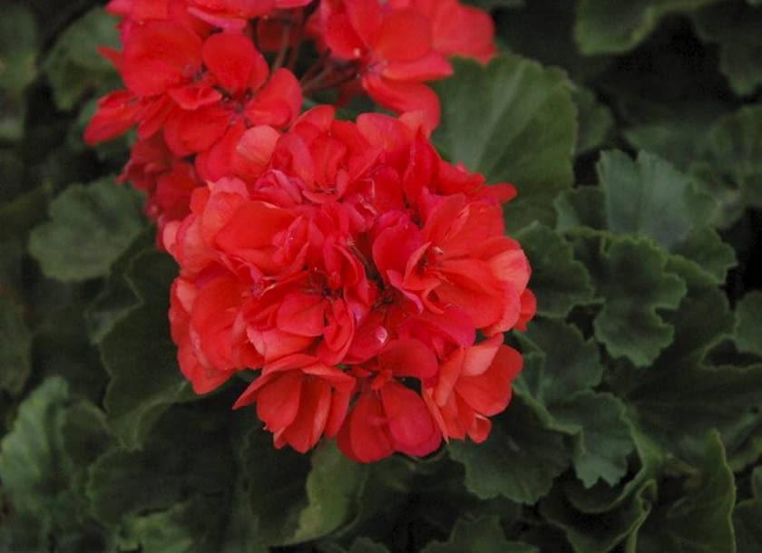 Pelargonia rabatowa 'Costa Daurada Salmon'