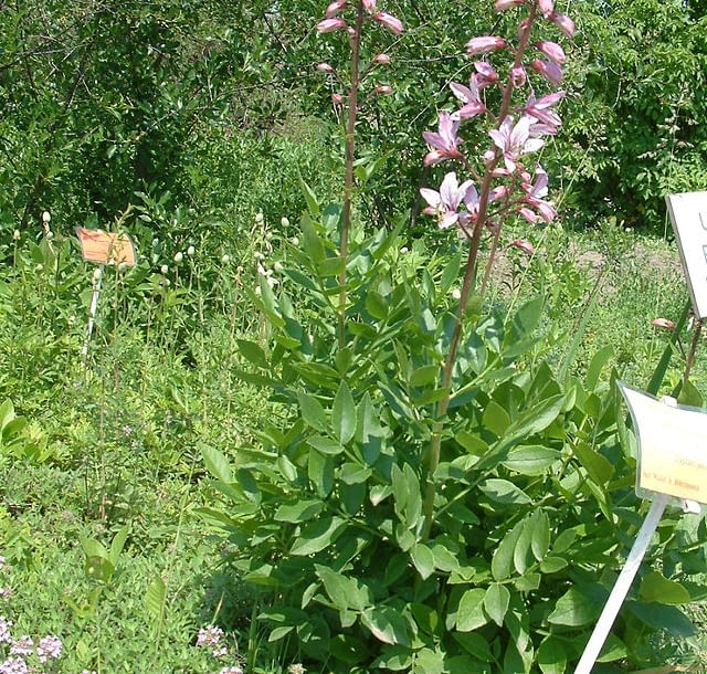 Encyklopedia roślin: Dictamnus albus