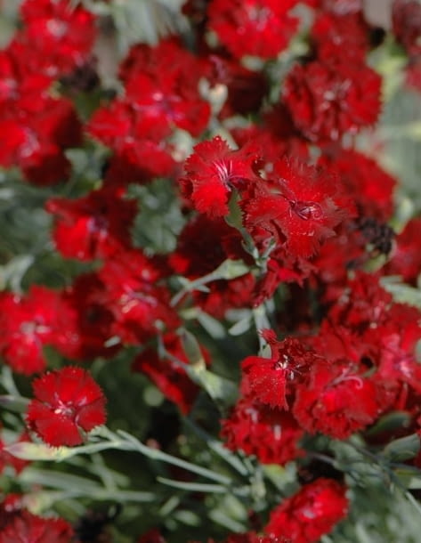 Encyklopedia roślin: Gozdzik ogrodowy  Dianthus caryophyllus   Grenadin