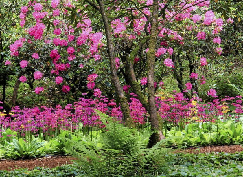 PIERWIOSNEK JAPOŃSKI osiąga 30-50 cm wysokości. Kwiaty zebrane w kilku okółkach pojawiają się od maja do lipca. Mogą być żółte, różowe, czerwone lub pomarańczowe.