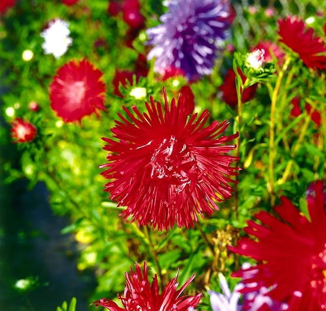Aster chiński ASTER CHINSKI CALLISTEPHUS CHINENSIS