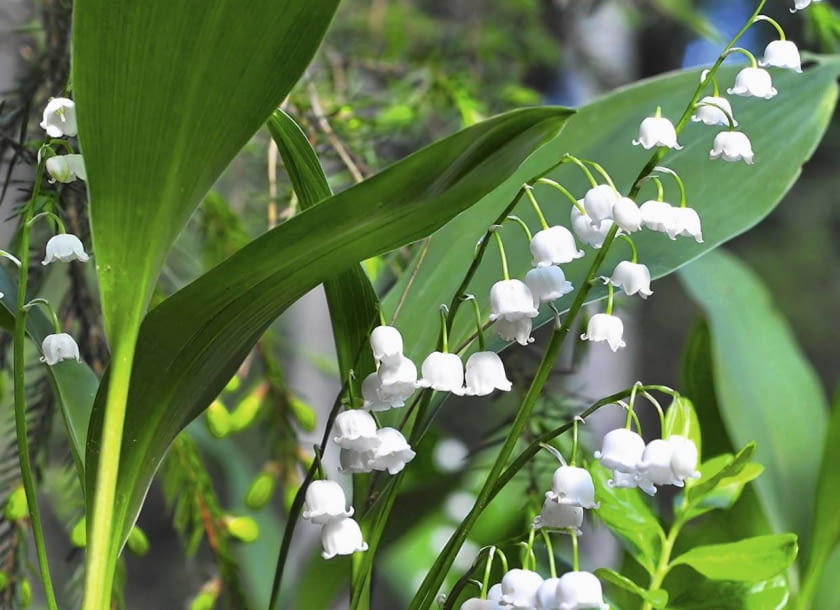 Konwalia majowa - gatunek chroniony.Choć wyglądają niewinnie ich kwiaty i łodygi są silnie trujące - zwłaszcza dla dzieci.
