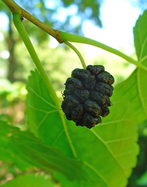 Encyklopedia roślin: Morwa czarna