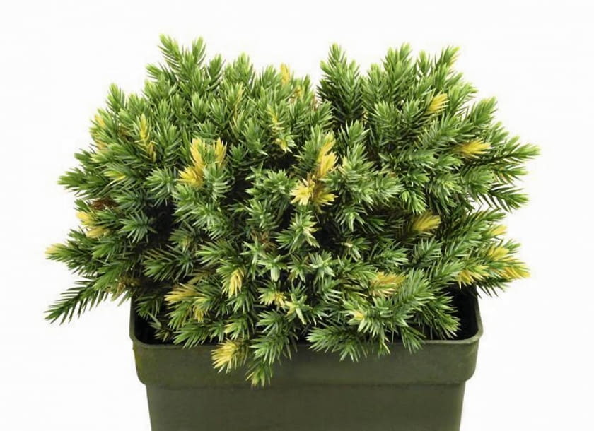 Iglaki na balkon. JAŁOWIEC ŁUSKOWATY (JUNIPERUS SQUAMATA) 'FLOREANT' Krzew o zaokrąglonym pokroju. Po 10 latach osiąga 30 cm wysokości. Jego igły są srebrzystoniebieskie, a fragmenty pędów białokremowe. Lubi słoneczne stanowiska, ma małe wymagania glebowe i wilgotnościowe. 30.08.2003 WARSZAWA XI MIEDZYNARODOWA WYSTAWA ZIELEN TO ZYCIE OGRODNICTWO 29 - 31 SIERPIEN 2003 ORGANIZATOR ZWIAZEK SZKOLKARZY POLSKICH AGENCJA PROMOCJI ZIELENI SP Z OO STOISKO SZKOLKA EUGENIUSZ PUDELEK KRZEWY IGLASTE NOWOSC PSTRE JUNIPERUS SQUAMATA ODMIANA FLORIANT JALOWIEC FOT. PAWEL SLOMCZYNSKI AGENCJA GAZETA