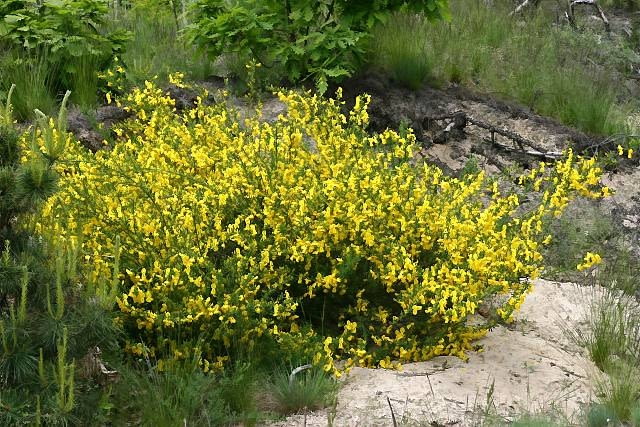 Żarnowiec miotlasty (Cytisus scoparius) Pokrojem przypomina ustawioną na sztorc zieloną miotłę. Osiąga 1-1,5 m wysokości. W maju okrywa się żółtymi kwiatami. Znosi suszę, dobrze się czuje w miejscach słonecznych i półcienistych. Może rosnąć na piaszczystej glebie. Sarothamnus scoparius