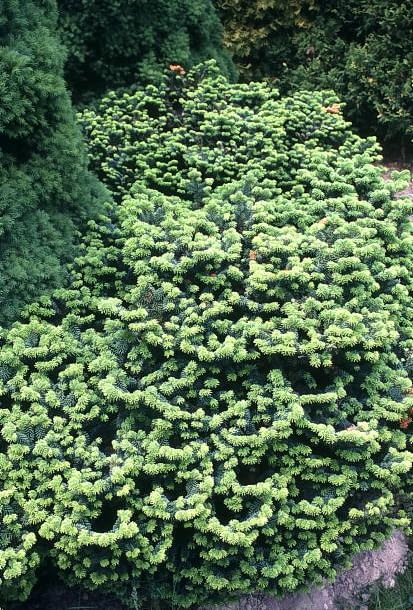 Jodła balsamiczna (Abies balsamea) 'Nana' kwietnik, iglaki