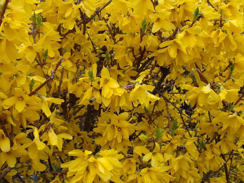 Forsycja posrednia Forsythia intermedia Encyklopedia roślin: Forsycja posrednia Forsythia intermedia