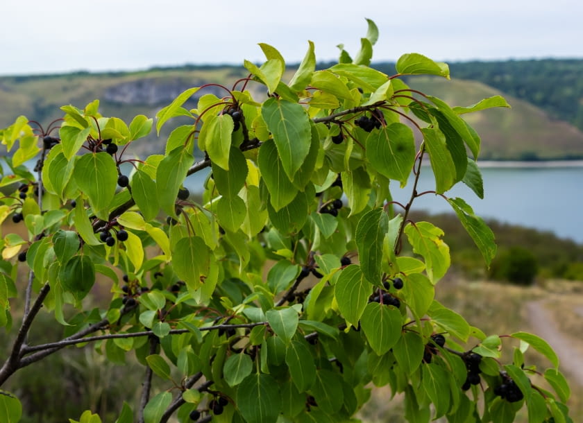 Szakłak pospolity (Rhamnus)