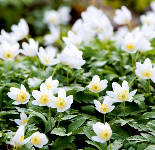 przedwiośnie w ogrodzie, ogród, rośliny ogrodowe, zawilec gajowy