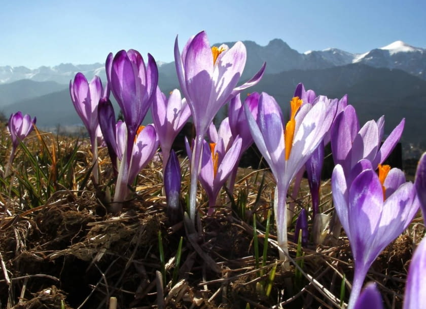Encyklopedia roślin: Krokusy na Gubalowce