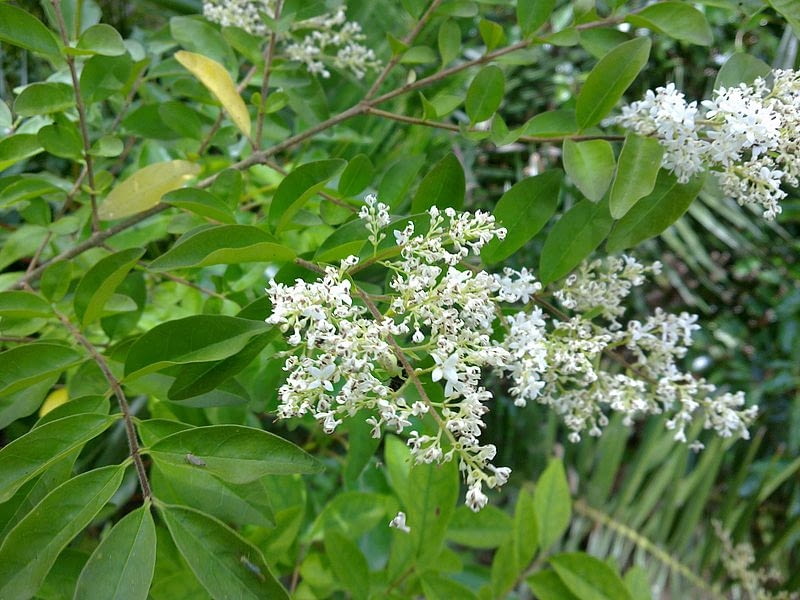 Encyklopedia roślin: Ligustr chinski  Ligustrum sinense  ma biale kwiat