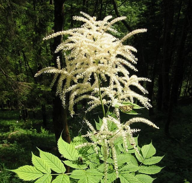 Aruncus dioicus Encyklopedia roślin: Aruncus dioicus