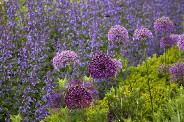 Kocimiętka i czosnki ozdobne o dużych kwiatostanach.